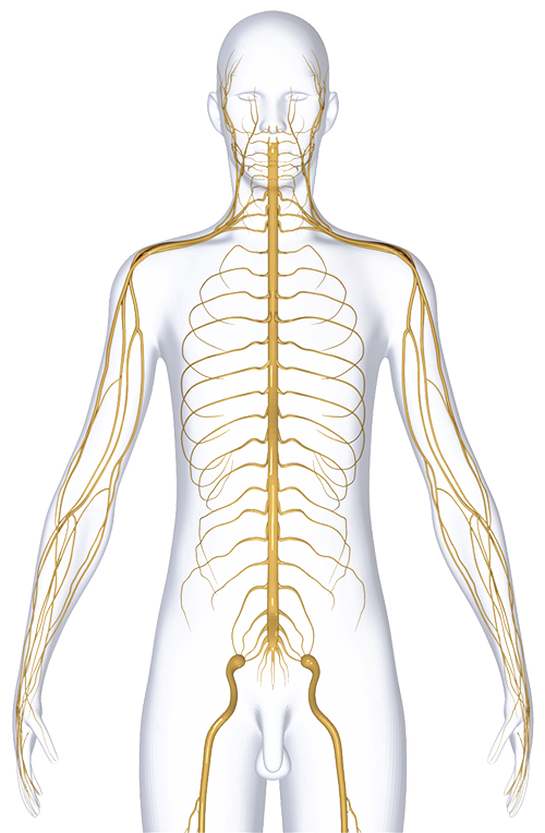 nervous-system-dubai