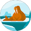 Sarah Mohsen Avatar